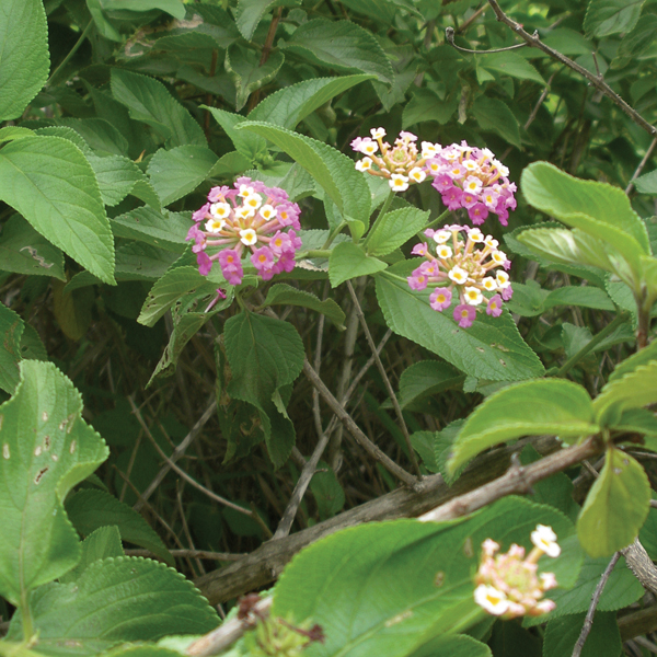 Searles Control Lantana Treatment